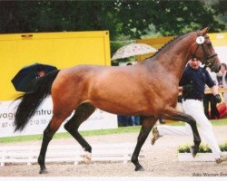 horse Lubilana (Oldenburger Springpferd, 2005, from Ludwig von Bayern 168 FIN)