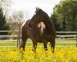 Springpferd Perfect Boy 2 (Polnisches Kaltblut, 2008, von Rasputin)