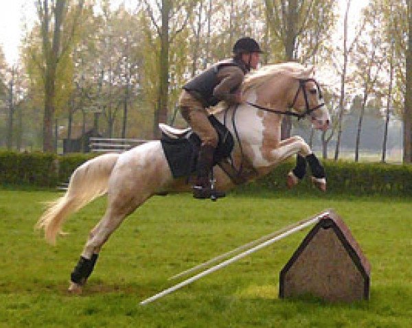stallion Macchiato (Pinto / Small Riding Horse, 1999, from Fario)