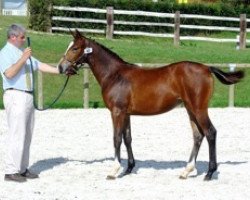 broodmare Pomona Mail (Selle Français, 2003, from Fergar Mail)