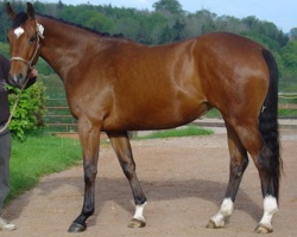 broodmare Nymphea Mail (Selle Français, 2001, from Alligator Fontaine)