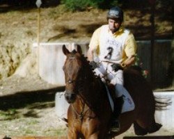 horse Famoso Mail (Selle Français, 1993, from Hand in Glove xx)