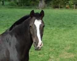 Zuchtstute Valessa (Deutsches Reitpony, 1993, von Valido)