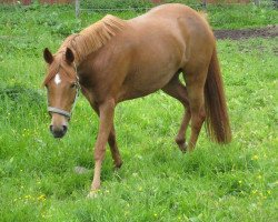 Zuchtstute Brantops High Noon (Deutsches Reitpony, 2004, von FS Golden Highlight)