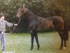 broodmare Rodante Z (Hanoverian, 1985, from Ramiro Z)