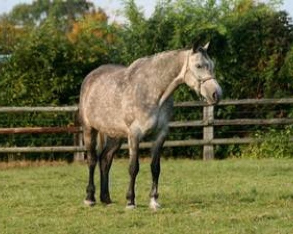 broodmare Nanouchka Mail (Selle Français, 2001, from Fergar Mail)