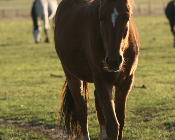 Pferd Oh Fly High (Schwedisches Reitpony, 2011, von Kessy's Derano)