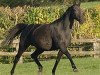 broodmare Korrigane Mail (Selle Français, 1998, from Sandro)