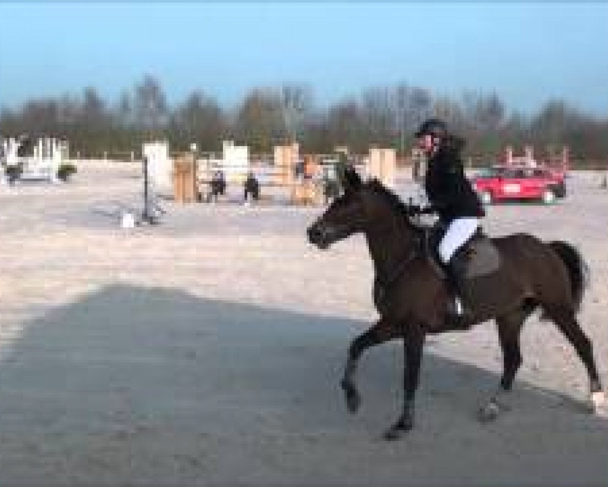 jumper Summer de La Roque (Selle Français, 2006, from Fergar Mail)