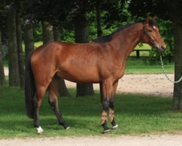 horse Renaissance Mail (Selle Français, 2005, from Jaguar Mail)