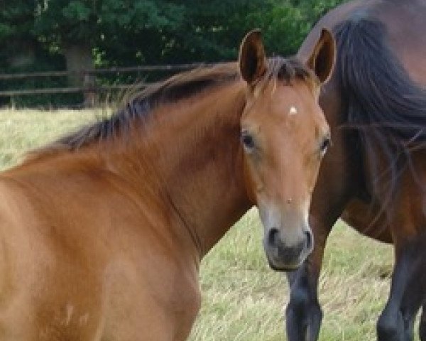 broodmare Quintessence Mail (Selle Français, 2004, from Jaguar Mail)