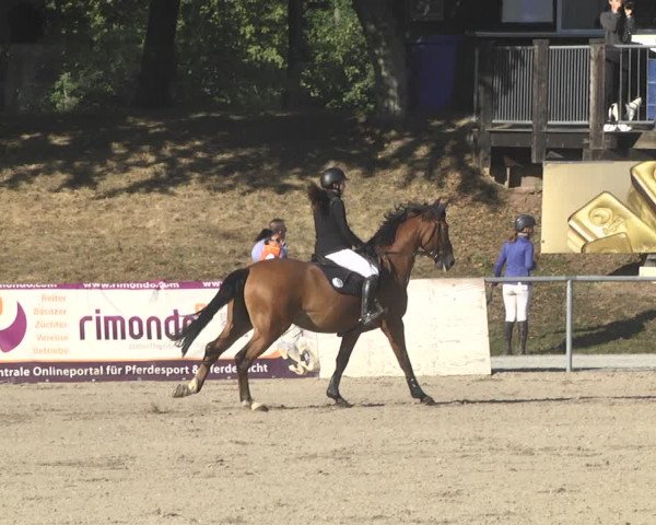 Reitturnier Pforzheim 2019