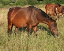 broodmare Fantaisie Mail (Selle Français, 1993, from Hand in Glove xx)