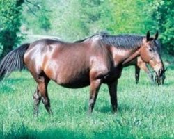 broodmare Eve de la Dame (Selle Français, 1970, from Tout Brule)