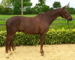 dressage horse Quantico W (Oldenburg, 2008, from Quando-Quando)