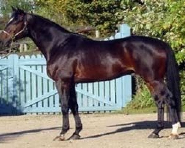 stallion Otto Mail (Selle Français, 2002, from Weltmeyer)