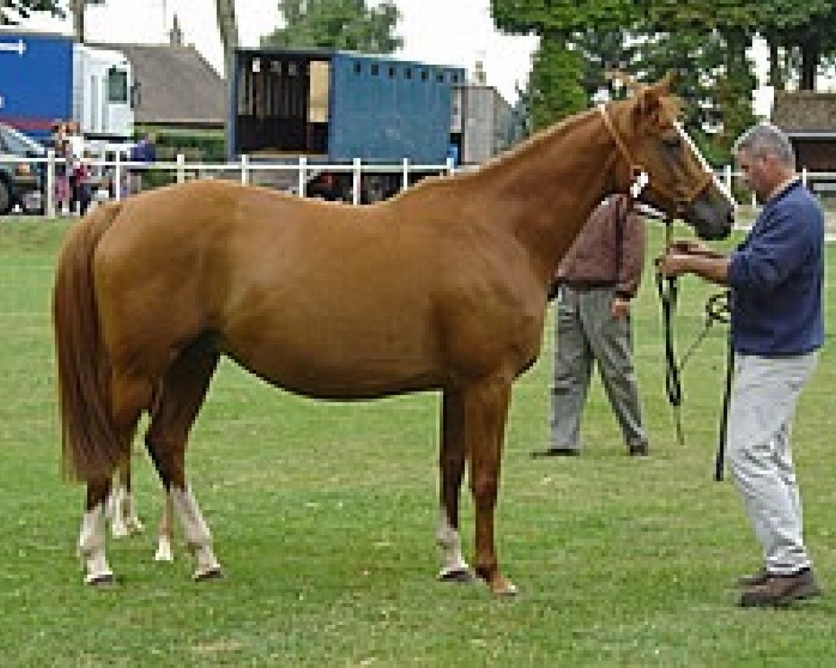 broodmare Halliga Mail (Selle Français, 1995, from Alligator Fontaine)