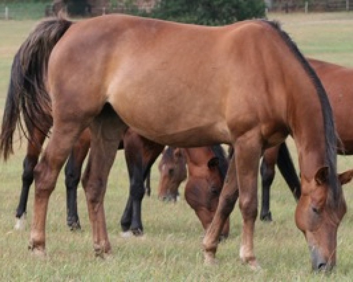 broodmare Orangeade Mail (Selle Français, 2002, from Fergar Mail)