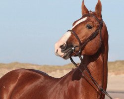 stallion Baloubar Mail (Selle Français, 2011, from Baloubet du Rouet)