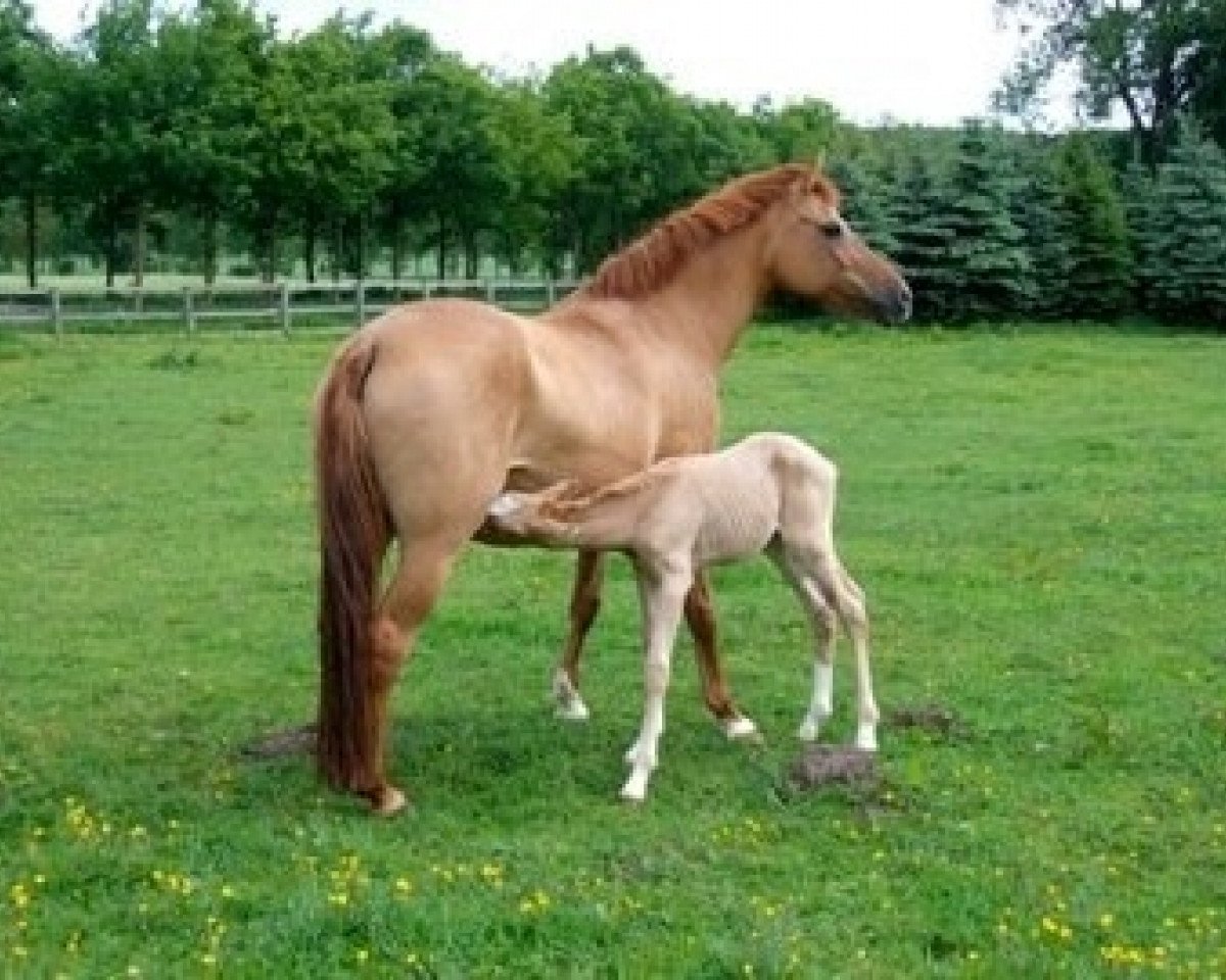 Zuchtstute Dorjana (Deutsches Reitpony, 1997, von Dornik B)