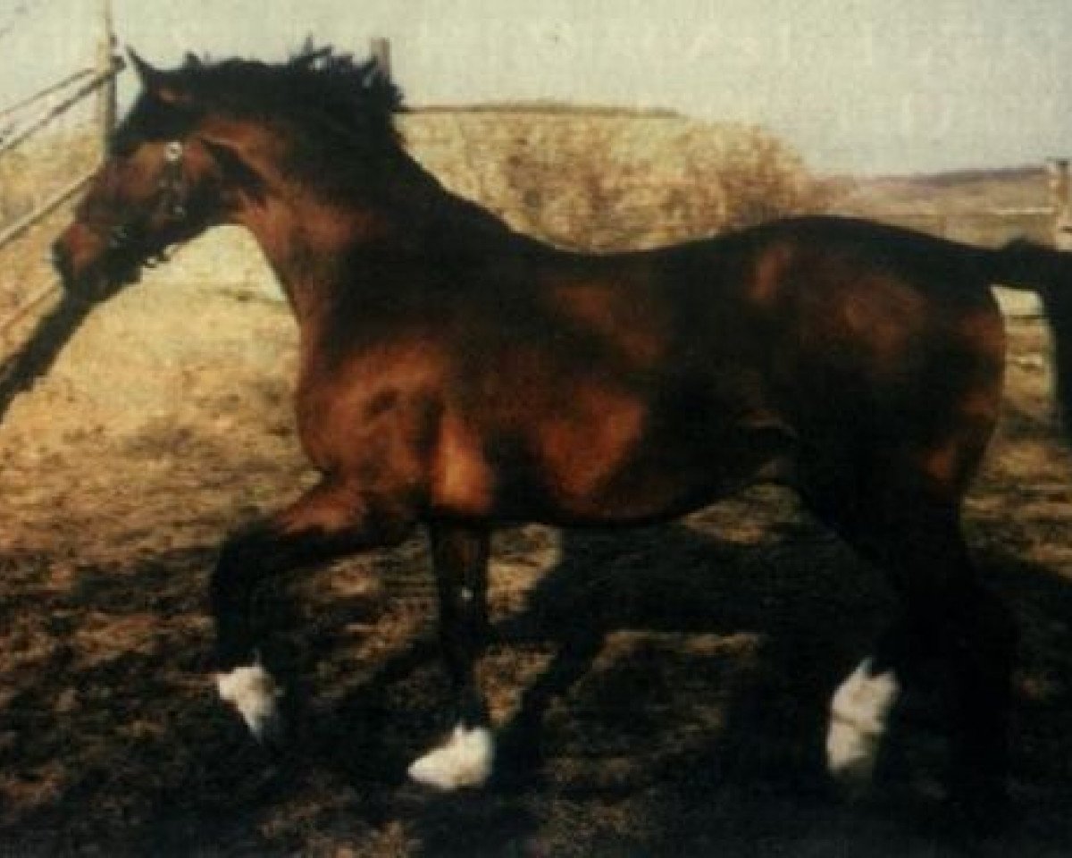 Deckhengst Power Prince (Westfale, 1986, von Pilot)