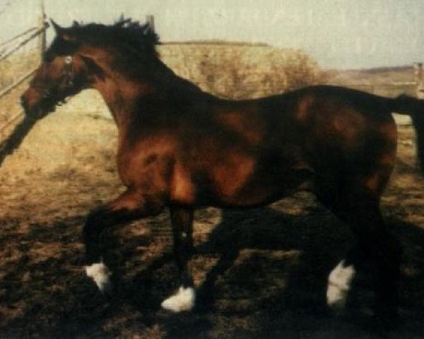 stallion Power Prince (Westphalian, 1986, from Pilot)