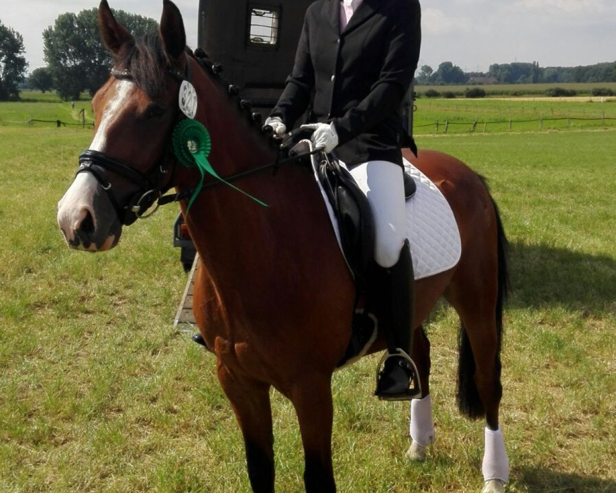 dressage horse Dave (German Riding Pony, 2011, from Don Pedro)