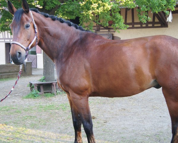 horse Elton (Hanoverian, 2000, from Espri)