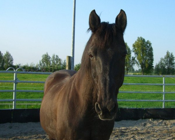 horse Alfred (KWPN (Royal Dutch Sporthorse), 1988, from M.Pershing)