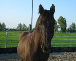 horse Alfred (KWPN (Niederländisches Warmblut), 1988, from M.Pershing)