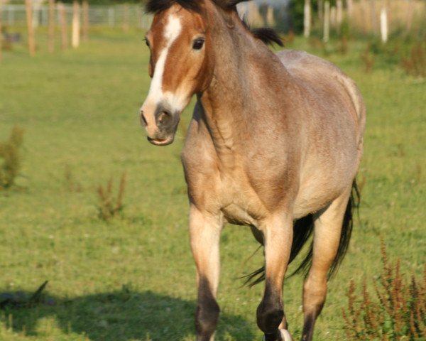 horse Sta.Easterday (Welsh-Pony (Section B), 1989, from El Torro)