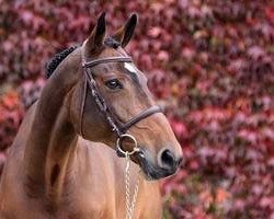 broodmare Katchina Mail (Selle Français, 1998, from Calvaro Z)