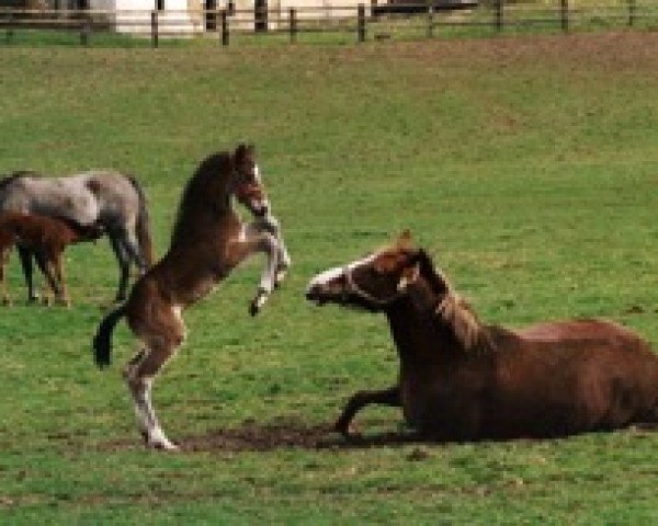 horse Pentor Mail (Selle Français, 2003, from Frascator Mail)