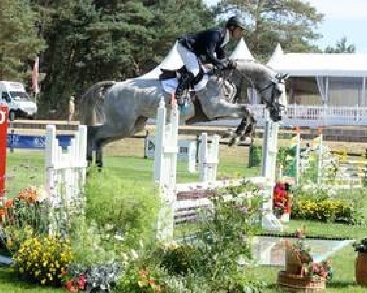 stallion Ulgar Mail (Selle Français, 2008, from Corrado I)