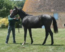 horse Alvear Mail (Selle Français, 2010, from Utrillo van de Heffinck)