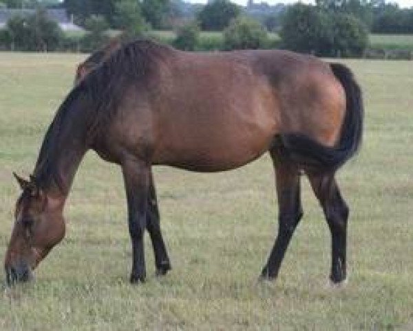 broodmare Qatouchka Mail (Selle Français, 2004, from Frascator Mail)