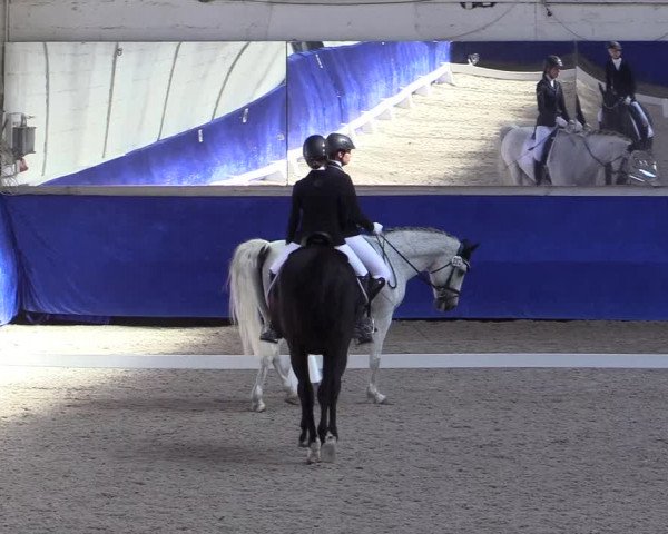 Reitturnier Pforzheim 2019
