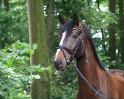 Springpferd Condor Primus (Westfale, 2009, von Cordobes II)