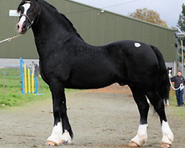 stallion Fronarth Dafydd Du (Welsh-Cob (Sek. D), 1998, from Ceredigion Tywysog)