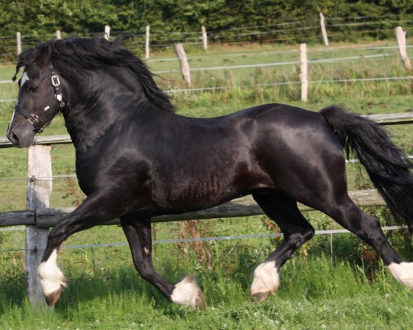 stallion Fronarth Ceredig (Welsh-Cob (Sek. D), 2003, from Fronarth Dafydd Du)