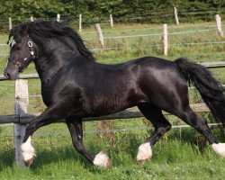 Deckhengst Fronarth Ceredig (Welsh-Cob (Sek. D), 2003, von Fronarth Dafydd Du)