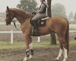 dressage horse Bellissimo's Boy (Westphalian, 2012, from Belissimo NRW)