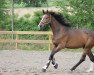 Springpferd Antharo 3 (Westfale, 2017, von A Golden Boy Hero Z)