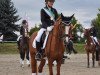 dressage horse Koco 7 (German Riding Pony, 2006, from Top Karetino)