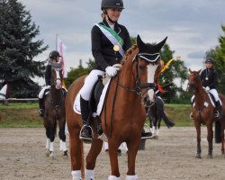 dressage horse Koco 7 (German Riding Pony, 2006, from Top Karetino)