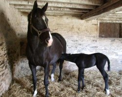 broodmare Ombra Mail (Selle Français, 2002, from Imago Mail)