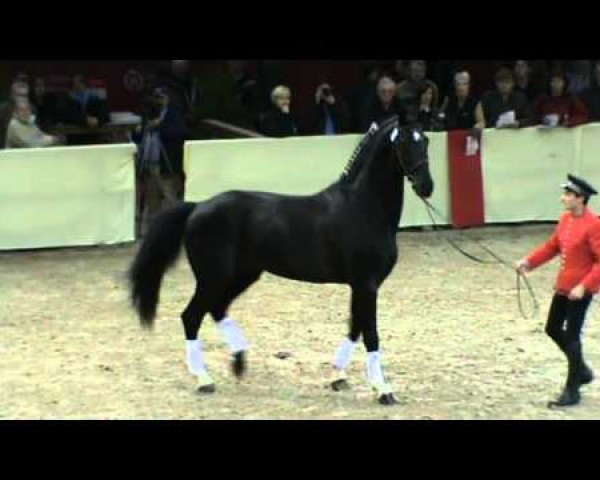 stallion Joeris (KWPN (Royal Dutch Sporthorse), 1991, from Ferro)