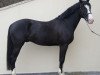 stallion Ambre D'Elincourt (Selle Français, 2010, from Joeris)