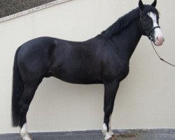 stallion Ambre D'Elincourt (Selle Français, 2010, from Joeris)