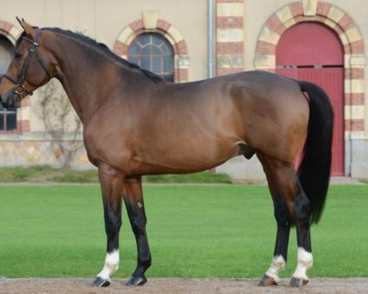 stallion GFE Amant du Chateau (Selle Français, 2010, from Diamant de Semilly)